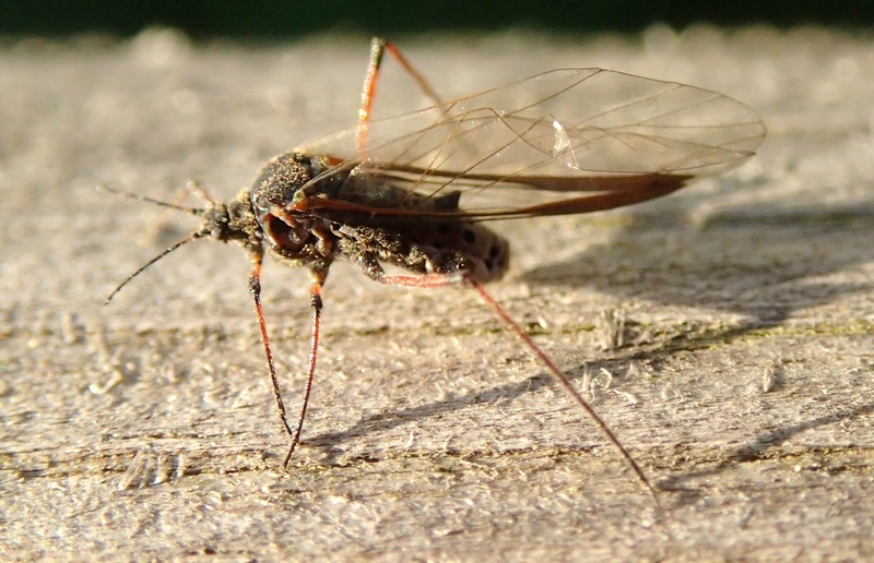 Tuberolachnus salignus - individuo alato